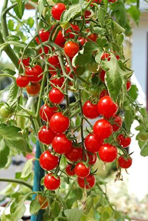 DELICIOUS SALKIM CHERRY DOMATES 25 TOHUM