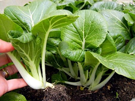 ÇİÇEKLİ PAK CHOI* 100+ ADET TOHUM
