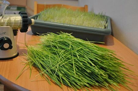 BUĞDAY ÇİMİ TOHUMU 500 TOHUM X 10'LU EKO PAKET