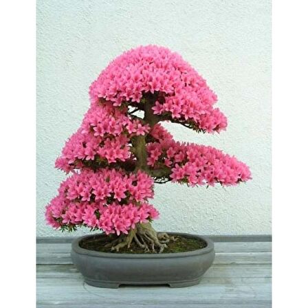 ERGUVAN BONSAİ AĞACI 5 TOHUM