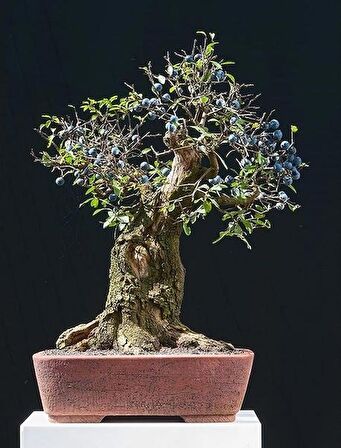 BLUEBERRY BONSAİ AĞACI 10+TOHUM SAKSI TOPRAK SETİ