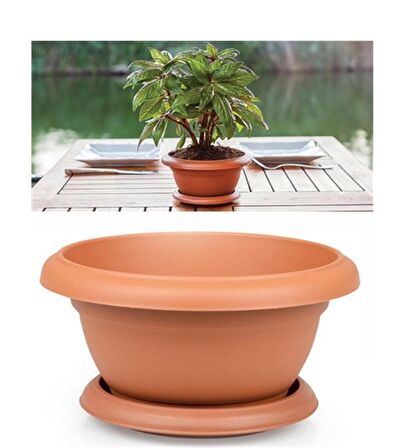 BLUEBERRY BONSAİ AĞACI 10+TOHUM SAKSI TOPRAK SETİ
