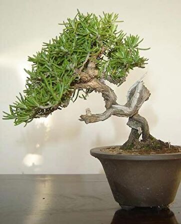 BİBERİYE BONSAİ AĞACI 10 TOHUM
