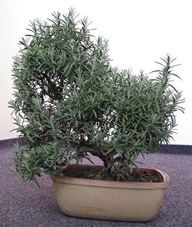 BİBERİYE BONSAİ AĞACI 10 TOHUM