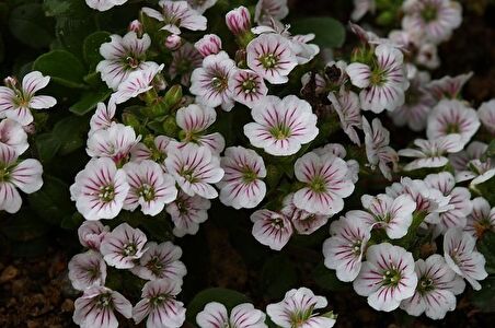 BAHAR YILDIZI (Gysophila elegans)