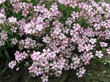 BAHAR YILDIZI (Gysophila elegans)