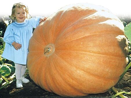 ATLANTİK KABAĞI(Dill s Atlantic)