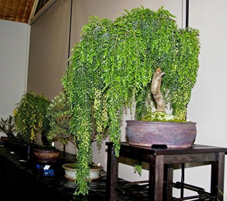 BODUR AKASYA BONSAİ AĞACI TOHUMU (SAKSI TOPRAK SETİ)