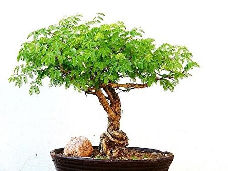 BODUR AKASYA BONSAİ AĞACI TOHUMU (SAKSI TOPRAK SETİ)