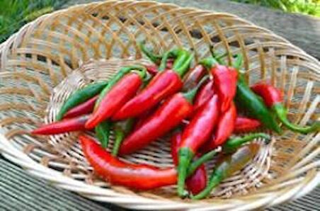 ACI KUŞ BİBERİ*(BIRD PEPPER)