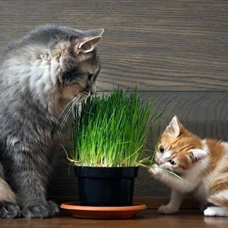 KEDİ ÇİMİ TOHUMU 2000+TOHUM+SAKSI+TOPRAK