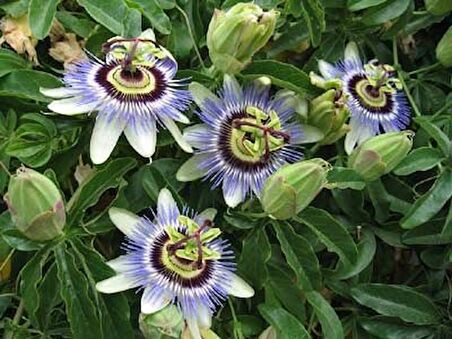 PASSİFLORA (SAAT ÇİÇEĞİ)* 5 ADET TOHUM