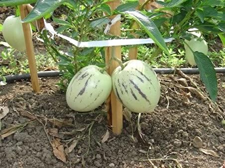 Tohhum Saksıya Uygun Pepino Tohumu