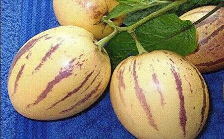 Tohhum Saksıya Uygun Pepino Tohumu