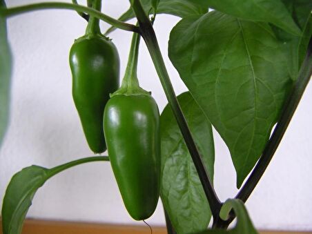 KIRMIZI JALAPENO BİBER