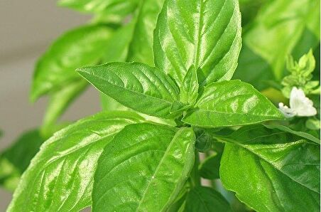 LİMON AROMALI FESLEĞEN TOHUMU