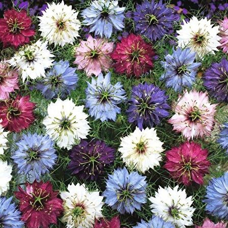 ÇÖREKOTU ÇİÇEĞİ (nigelle damas variee)