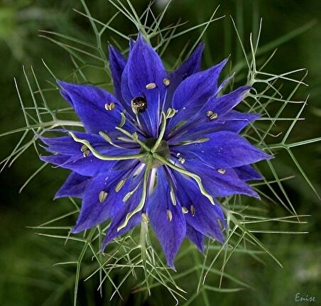 ÇÖREKOTU ÇİÇEĞİ (nigelle damas variee)