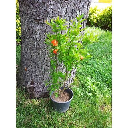 NAR BONSAİ AĞACI POMEGRANATE)
