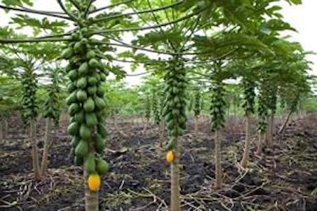 PAPAYA MEYVESİ TOHUMU