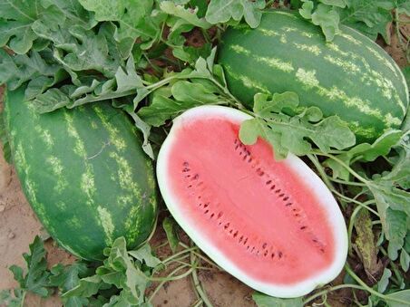 ALLSWEET KARPUZ TOHUMU 10+ TOHUM