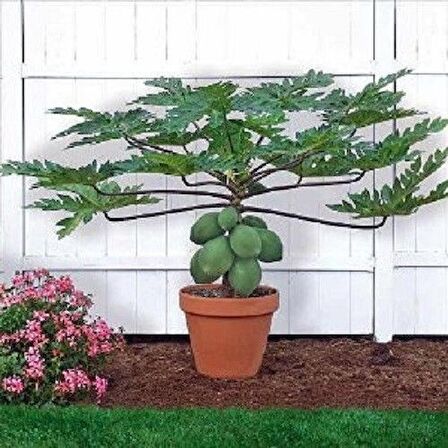 CÜCE PAPAYA TOHUMU