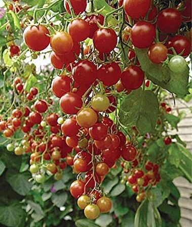 SIRIK CHERRY DOMATES* 25 TOHUM