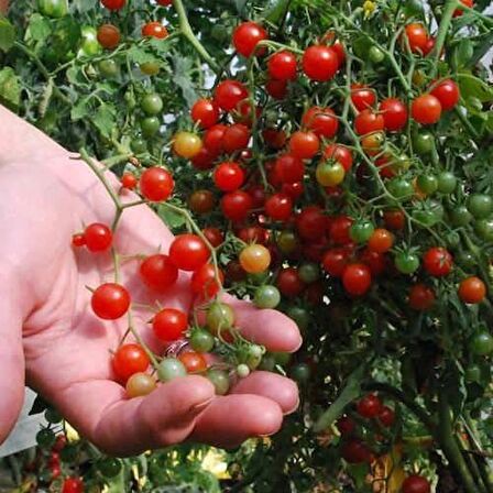 MİNİK BEZELYE DOMATES 10TOHUM+SAKSI+TOPRAK
