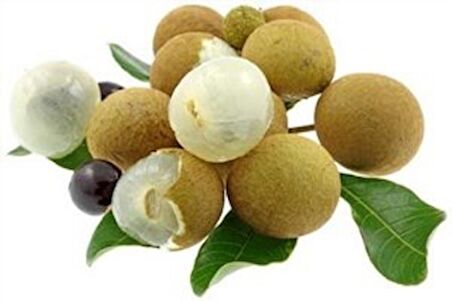 LONGAN FRUİT * 4 ADET TOHUM
