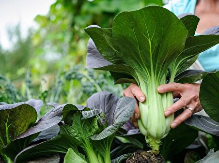 YEŞİL PAK CHOI - ÇİN LAHANASI TOHUMU