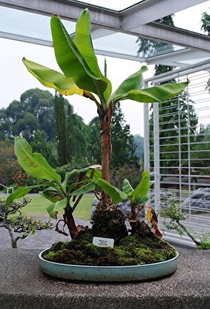 Muz Bonzai Tohumu Saksı Toprak Seti ( Banana Bonsai )