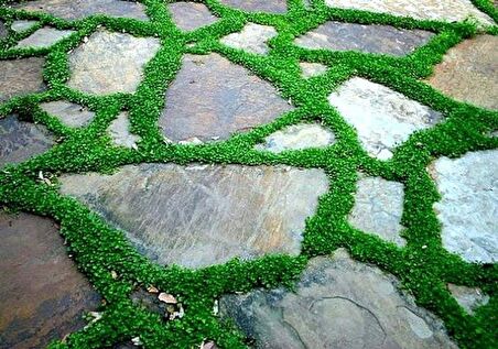 Dichondra Repens Fare Kulağı Tohumu 500+ Tohum