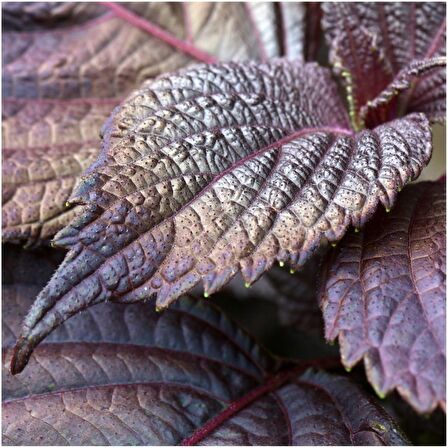 Perilla Kırmızı Biftek Otu Tohumu (shiso Green)