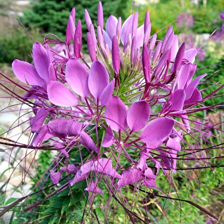 Örümcek Çiçeği  ( Cleome Spinosa )