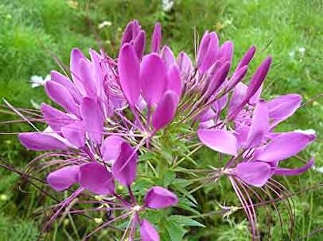Örümcek Çiçeği  ( Cleome Spinosa )