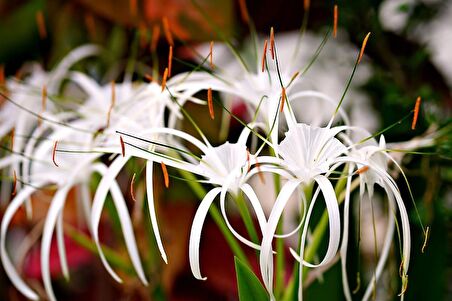 Örümcek Çiçeği  ( Cleome Spinosa )
