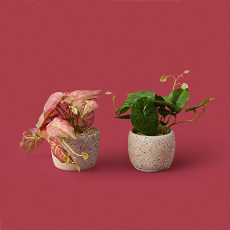 Saksıda Yapraklar - Asorti - 20x9x9 cm