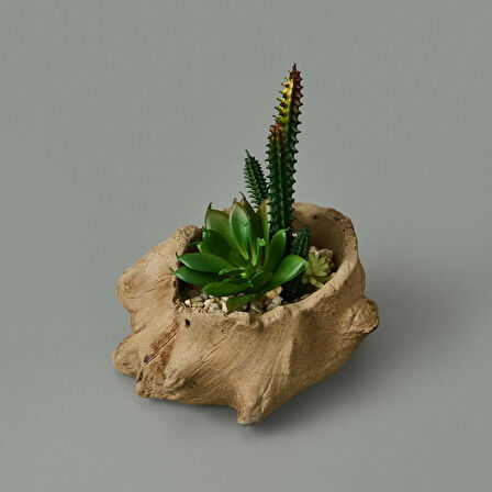 Ağaç Kökü Saksıda Sukulent - 15x16x16 cm