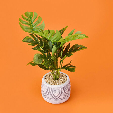 Beyaz Saksıda Deve Tabanı - Renkli - 13x38 cm