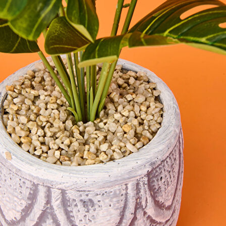 Beyaz Saksıda Deve Tabanı - Renkli - 13x38 cm