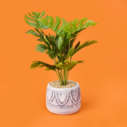 Beyaz Saksıda Deve Tabanı - Renkli - 13x38 cm