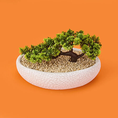 Desenli Elips Saksıda Bonsai - Renkli - 24x33 cm