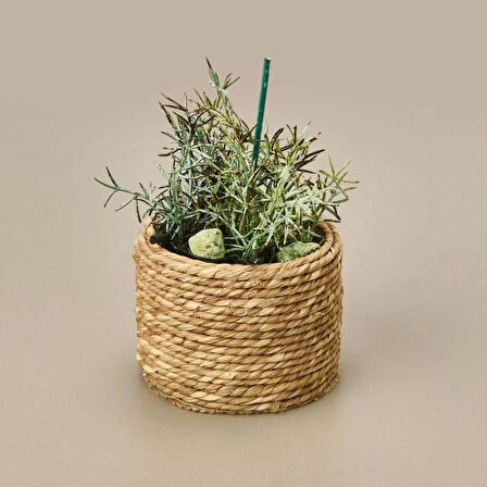 Natürel Çiçek - Asorti - 15 cm