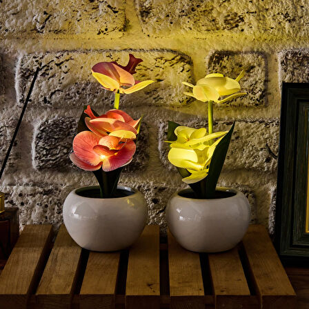 Saksıda Ledli Orkide - Asorti - 25x9 cm