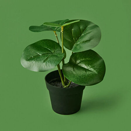 Botta Çiçek - Asorti - 24 cm