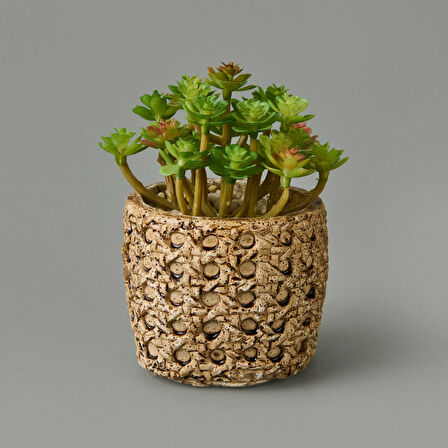 Hasır Efekt Saksıda Sukulent - 7x8x8 cm