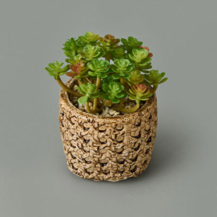 Hasır Efekt Saksıda Sukulent - 7x8x8 cm