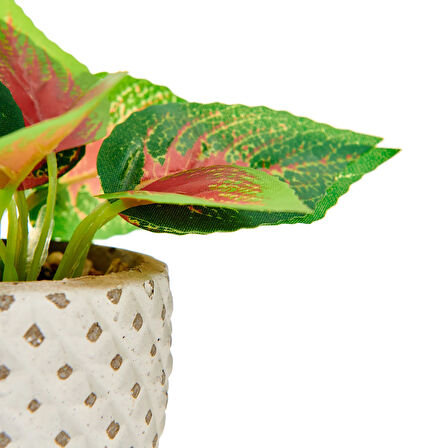 Mini Saksıda Yapraklar - Asorti