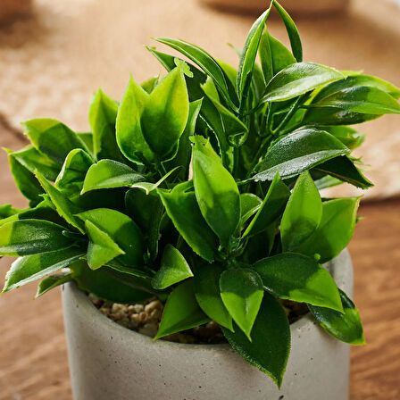 Beton Saksıda Doğal Görünümlü Bitki