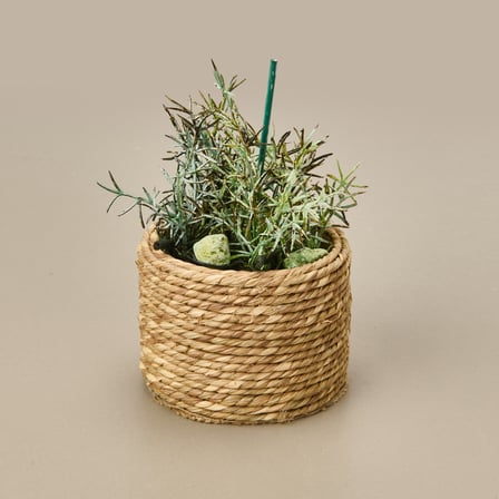 Natürel Çiçek - Asorti - 15 cm
